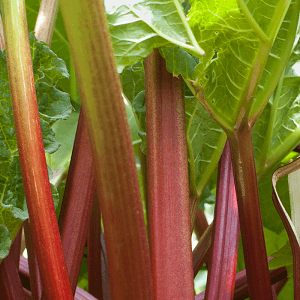 Rhubarb
